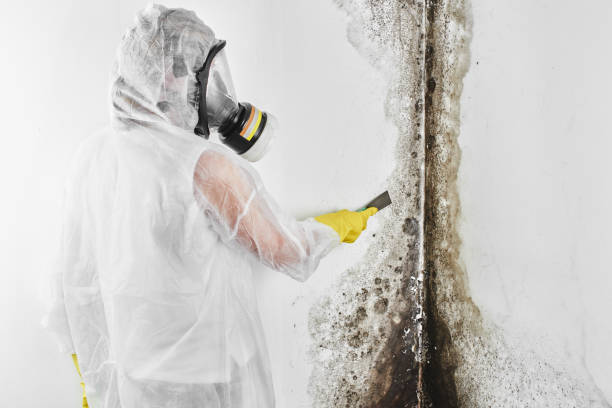 Best Toxic Mold Removal  in Elberta, AL